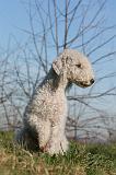 BEDLINGTON TERRIER 117